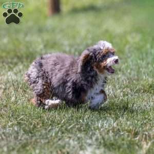 Clementine, Mini Bernedoodle Puppy